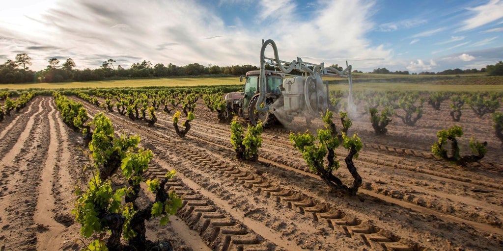 Castilla-La Mancha publica la orden de ayudas para la reestructuración del viñedo, dotada con 30,3 millones