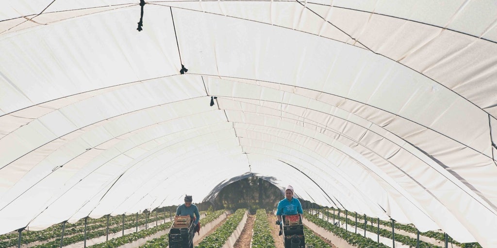 Más de mil temporeras procedentes de Marruecos llegan a Huelva para la campaña de los frutos rojos