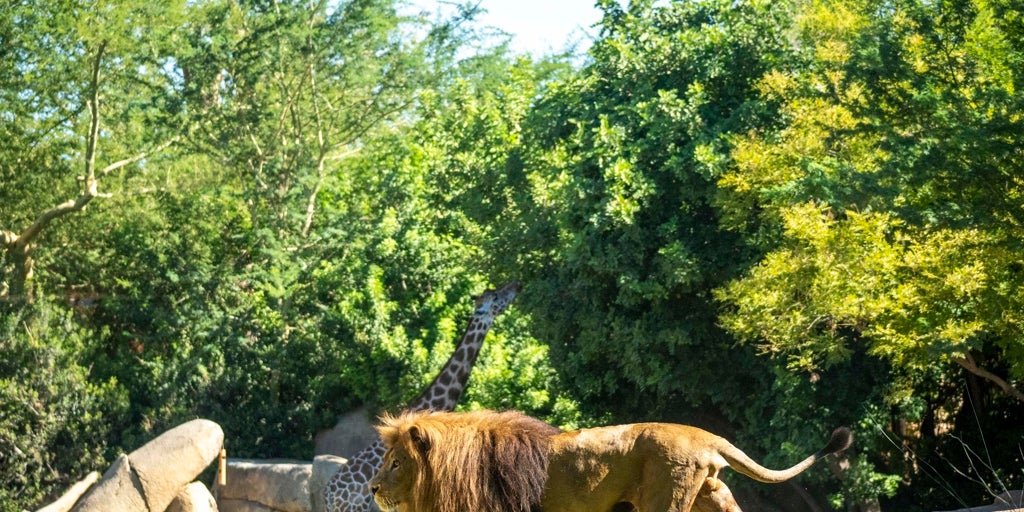 Bioparc Valencia ingresa en Waza, la asociación más importante de parques de conservación del mundo