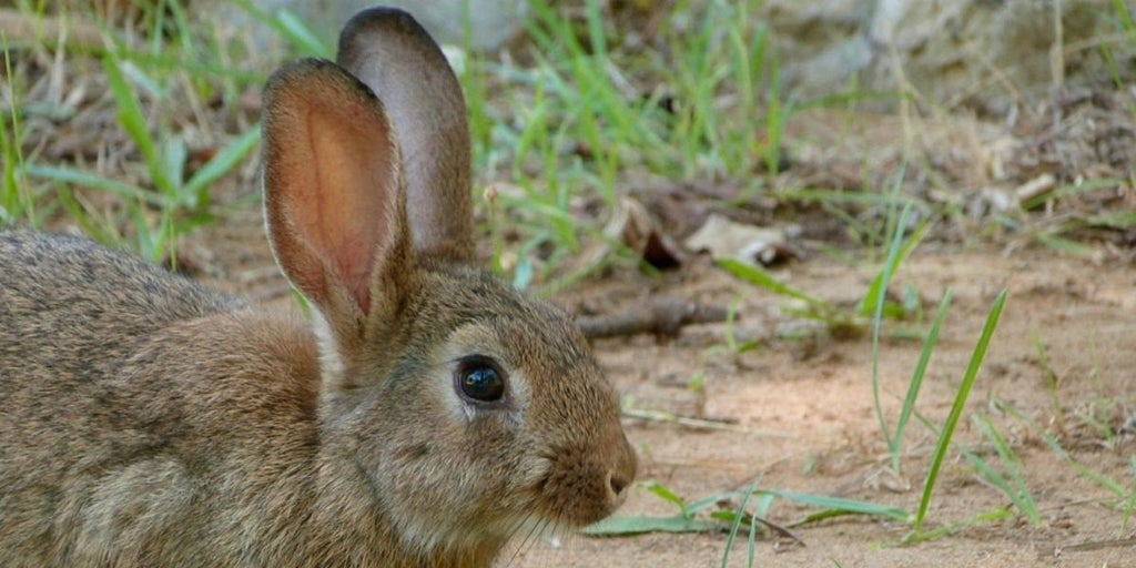 Asaja ultima una denuncia ante la Fiscalía por los daños del conejo en el sector agrario
