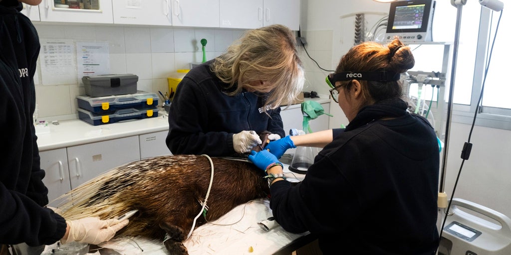 Cuando la ciencia tiene nombre de mujer: Bioparc Valencia reivindica a científicas que transformaron la conservación del planeta