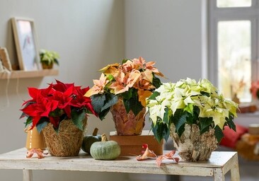 Origen de la flor de Pascua y cómo cuidarla para que sobreviva a estas  Navidades