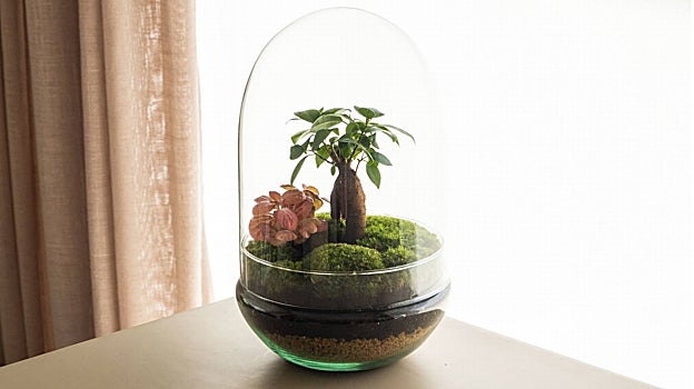 'Natura Green', de Omotesando, lleva un ficus y dos fitonias preservadas.