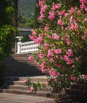 Imagen secundaria 2 - Jardín de hortensias en la imagen superior, Monstera Deliciosa decorando un dormitorio y una Adelfa a la derecha, todas ellas tóxicas