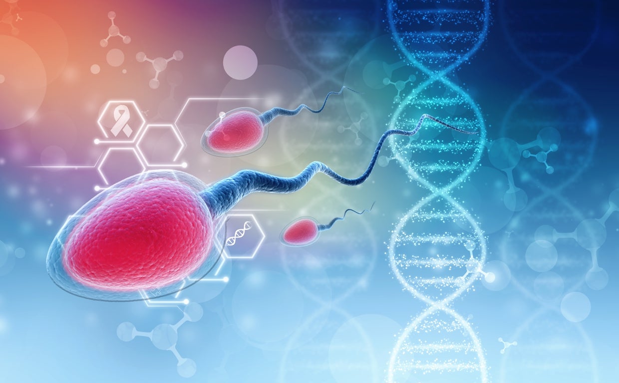 El calor excesivo puede afectar a la fertilidad masculina al favorecer fragmentación de ADN del esperma