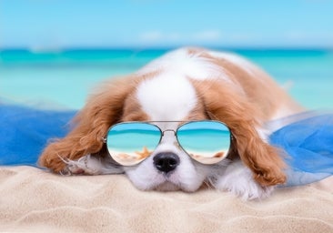 Señales de que tu perro está sufriendo un golpe de calor y cómo actuar