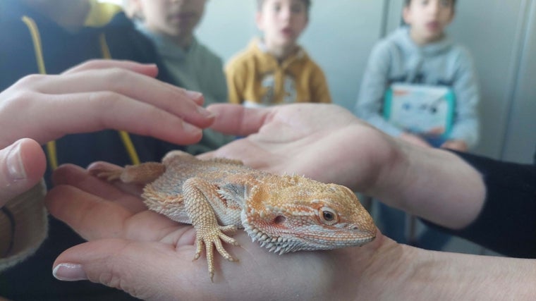 Investigación y aprendizaje experiencial desde Infantil, en el Colegio «Estudio»