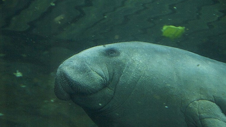 Planes para hacer en familia con sabor a Navidad