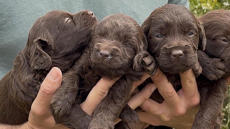 Labradoodle Maravilla: el proyecto familiar español que viaja cada año a Australia para preservar el auténtico Australian Cobberdog