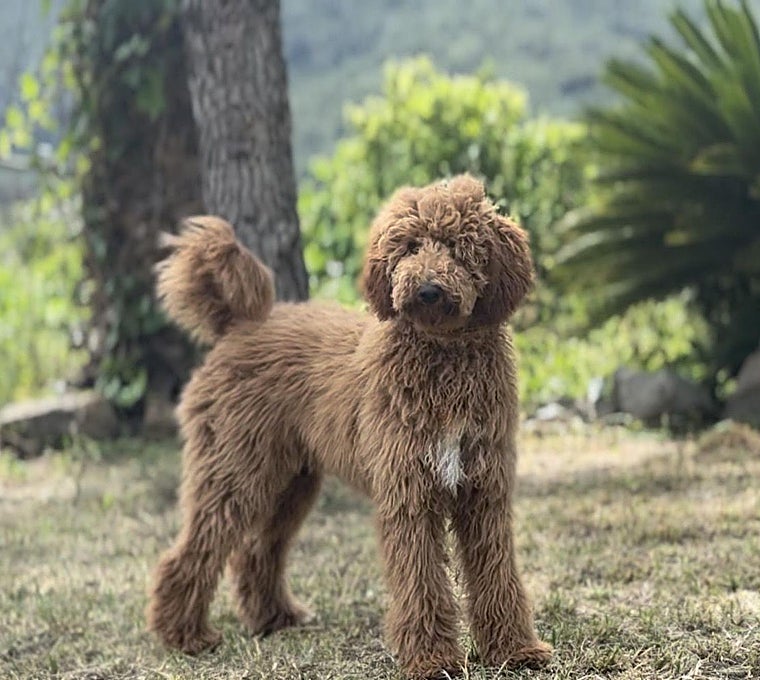 Labradoodle Maravilla: el proyecto familiar español que viaja cada año a Australia para preservar el auténtico Australian Cobberdog