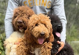 Labradoodle Maravilla: el proyecto familiar español que viaja cada año a Australia para preservar el auténtico Australian Cobberdog