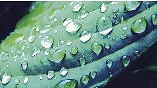 Hoja verde con gotas