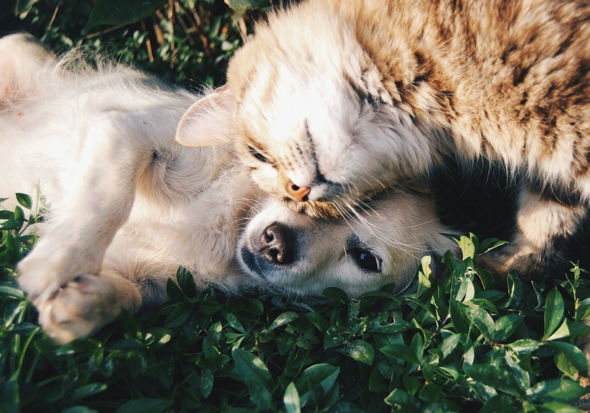 Descubre los mejores cortauñas para perros y gatos