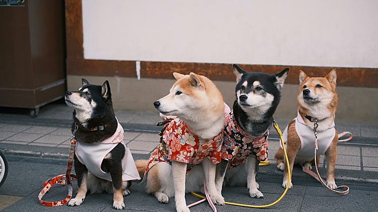 Código descuento Tiendanimal exclusivo ABC, ahorra 7€ en tu primera compra en febrero 2025