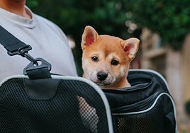 Transportines para viajar con tu mascota este verano