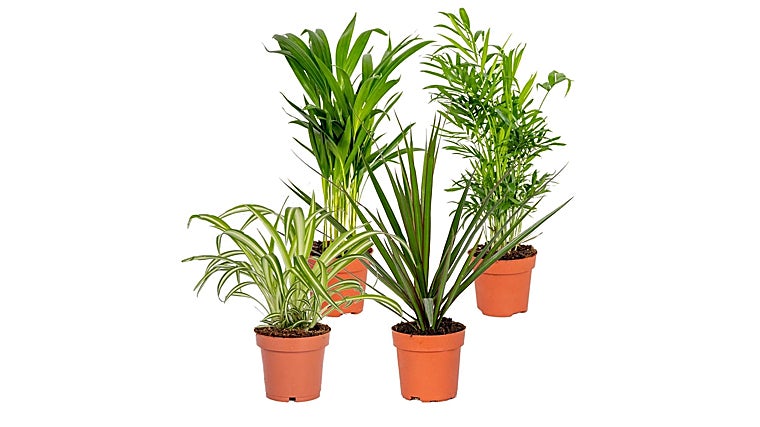 Te enseñamos las 5 mejores plantas de interior para purificar el aire