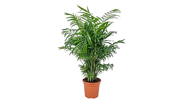 Te enseñamos las 5 mejores plantas de interior para purificar el aire