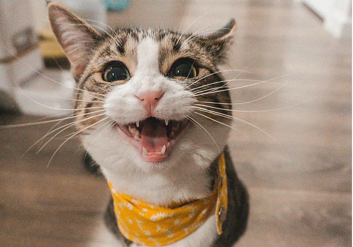 Dale a tu mascota lo que se merece: estos son los 7 accesorios para gatos más vendidos en Amazon