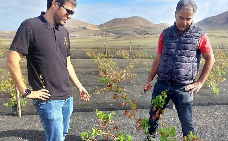 Vendimia de invierno , el vino canario que lleva la contraria