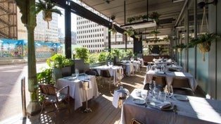 Imagen principal - Pez Fuego