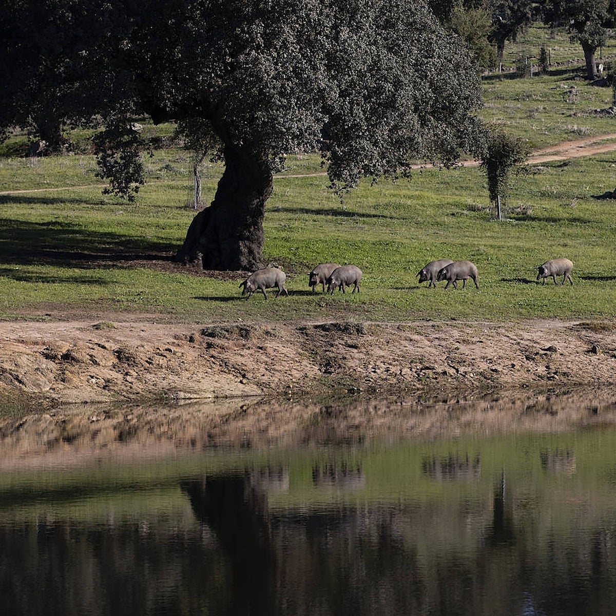 El mundo se rinde ante el jamón en tiempos de crisis