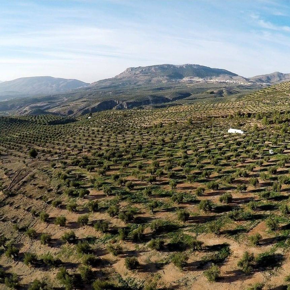 Las claves para hacer un uso correcto del aceite de oliva virgen extra