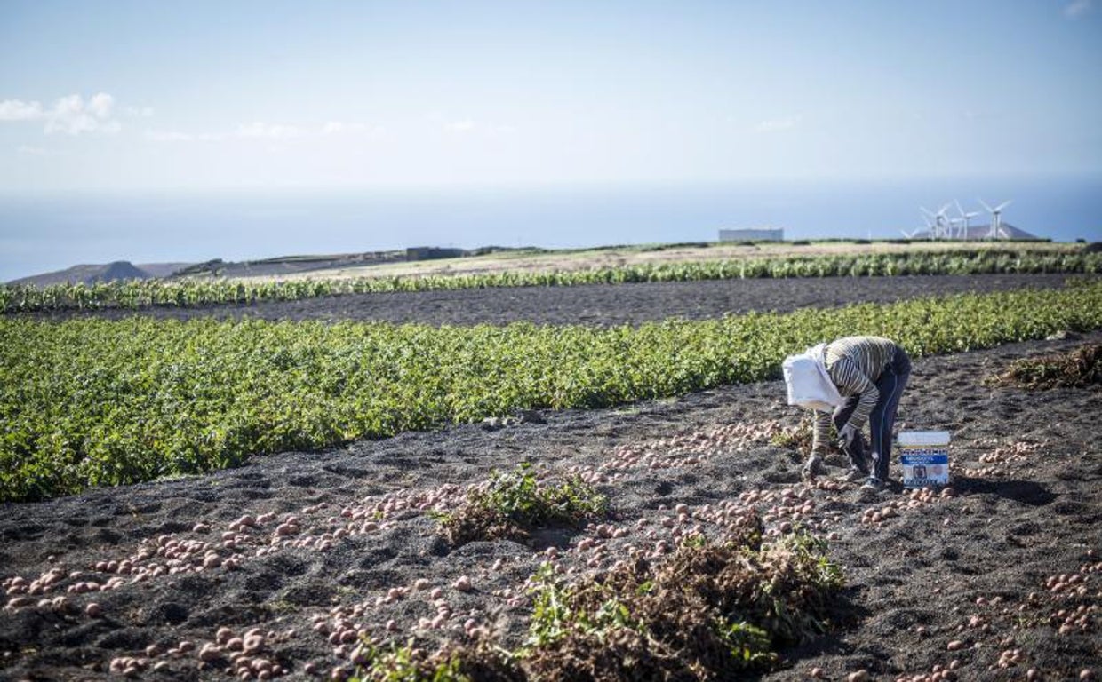 Cultivos de papas en Los Valles, Teguise, de la isla de Lanzarote (Canarias)
