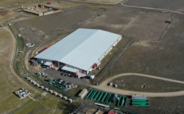 Imagen principal - Sobre estas líneas, arriba, vista aérea de las instalaciones de Noray en Medina del Campo (Valladolid). Abajo, a la izquierda, un ejemplar del calibre más demandado, entre 20 y 35 gramos. A la derecha, crías de langostino en su fase 'postlarvaria' 