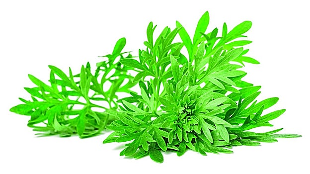 El ajenjo es el botánico clave para la elaboración del vermú, justo el que le otorga su sabor amargo