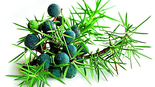 Las bayas del enebro aportan matices críticos y dulces. Es la base de destilados como la ginebra