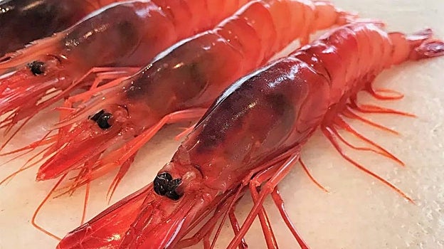Gamba roja de Denia