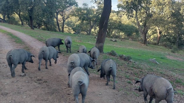 Cerdos ibéricos puros en una dehesa de Huelva