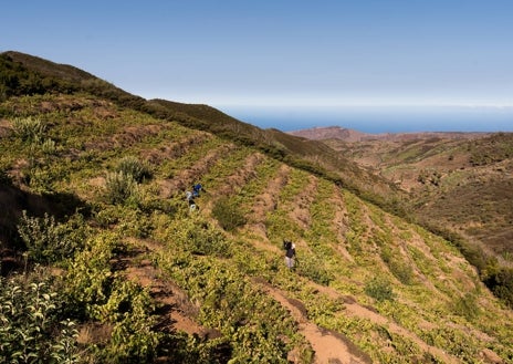 Imagen secundaria 1 - Vendimia en los viñedos de Altos de Chipude, en La Gomera. Abajo, a la derecha, la uva forastera con la que Gloria Negrín elabora su vino Rajadero