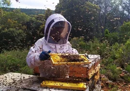 Sequía y ausencia de flores: 2023 está siendo «un año terrible» para las abejas y la producción de miel