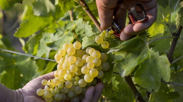 Vendimia manual de una de las variedades que acoge la DO Cava