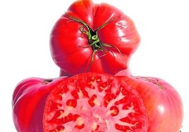 Tomates: olerlos para comprar los mejores no sirve de nada