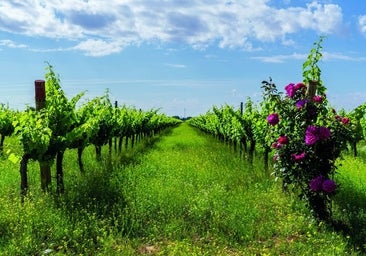 Bodegas que apuestan por un futuro mejor