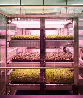 Imagen secundaria 2 - El equipo de Ángel León lleva 7 años investigando y trabajando con la zostera marina