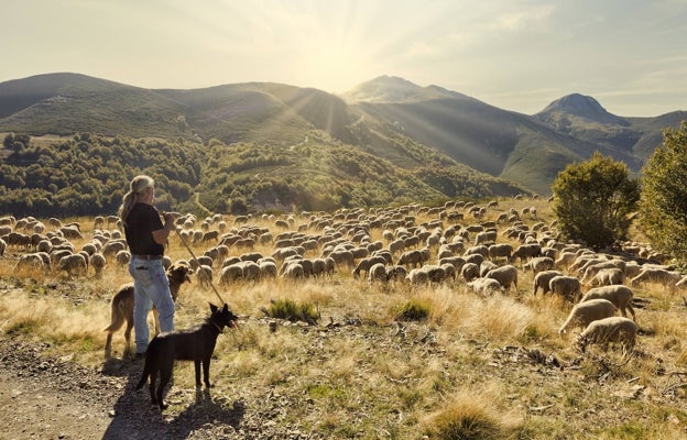 Juan José Morgados, uno de los pastores más veteranos que realizan cada año la trashumancia, ante sus 1.200 ovejas en las montañas de León