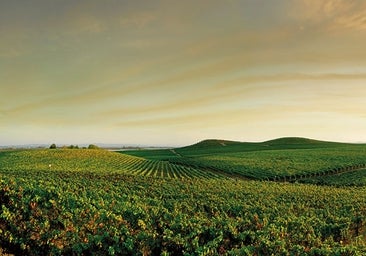 Palabra de vendimia: ¿cómo serán los vinos de la añada 2023?