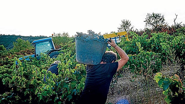 Palabra de vendimia: ¿cómo serán los vinos de la añada 2023?