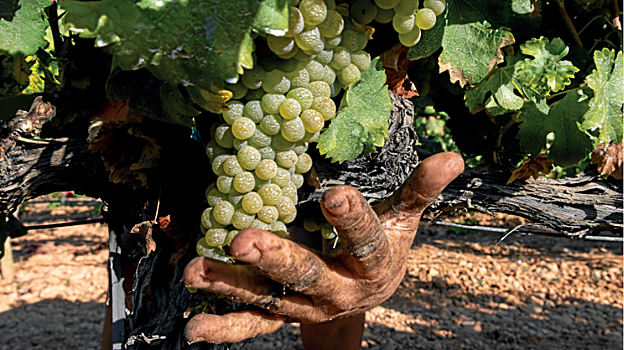 Palabra de vendimia: ¿cómo serán los vinos de la añada 2023?