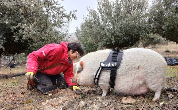 Imagen principal - Feli Sánchez (arriba) cazado trufas con Bulla, la única cerda trufera autorizada de España para buscar este hongo hipogeo. Abajo, Javier López con Chiqui, uno de sus perros truferos y un ejemplar recién sacado de la tierra