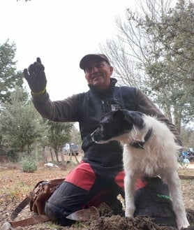 Imagen secundaria 2 - Feli Sánchez (arriba) cazado trufas con Bulla, la única cerda trufera autorizada de España para buscar este hongo hipogeo. Abajo, Javier López con Chiqui, uno de sus perros truferos y un ejemplar recién sacado de la tierra