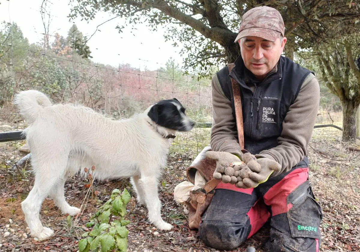 ▷ Trufa Negra, Tuber melanosporum, diamante negro de nuestras encinas