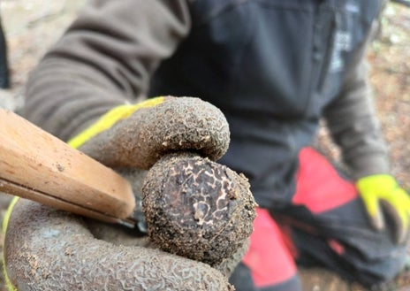 Imagen secundaria 1 - Feli Sánchez (arriba) cazado trufas con Bulla, la única cerda trufera autorizada de España para buscar este hongo hipogeo. Abajo, Javier López con Chiqui, uno de sus perros truferos y un ejemplar recién sacado de la tierra