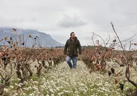 Jeromo, gajoarroba o mandón: las uvas casi desaparecidas que salvarán el vino en España