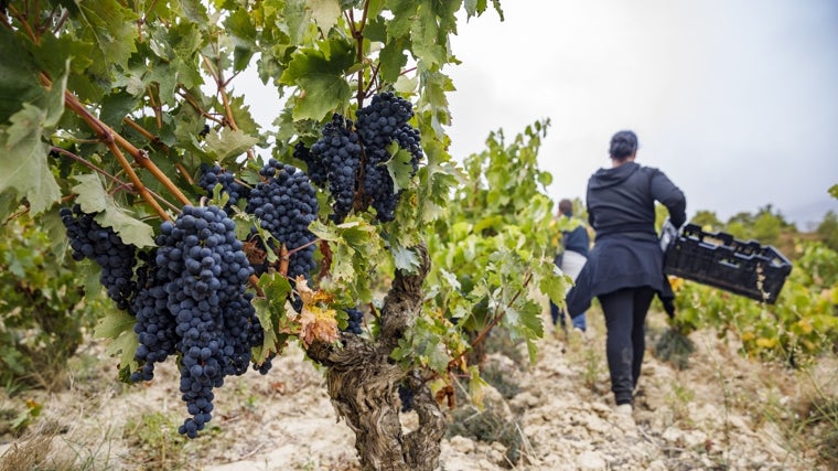 Viñedo Cofrades, en Leza (Bideona)