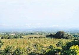 Benedicto, la madre del tempranillo