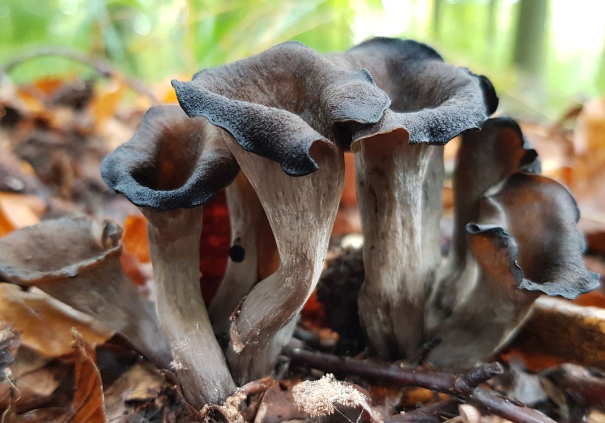 'Craterellus cornucopioides', trompeta de la muerte